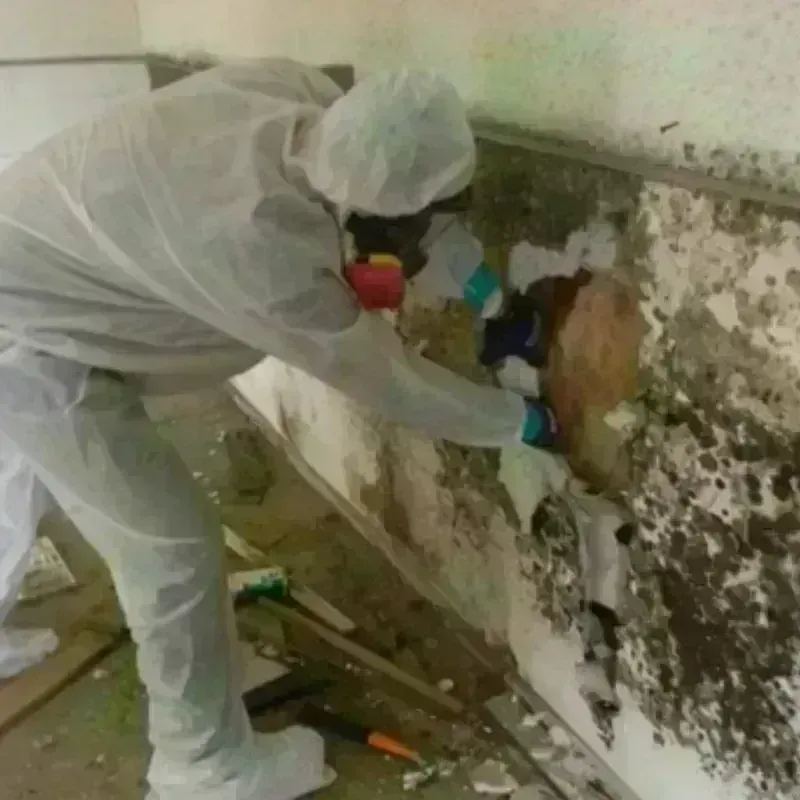 Mold Remediation and Removal in Hamilton Square, NJ